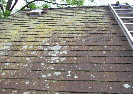 roof mold