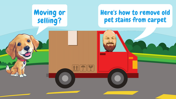 Moving Or Selling? Here’s How To Remove Old Pet Stains From Carpet